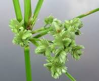 Image result for Cyperus cuspidatus