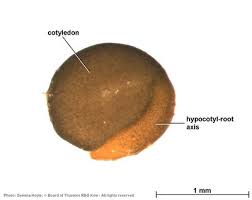 Image result for Indigofera secundiflora