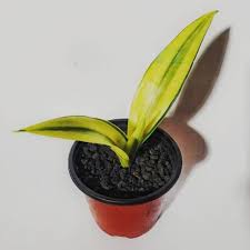 Image result for Sansevieria dooneri