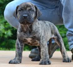 We did not find results for: All Black Presa Canario For Sale Off 63 Www Usushimd Com