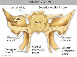 The paired sphenoid sinuses drain into the nasal cavity through the sphenoethmoidal recesses. Posterior View Of Sphenoid Bone Sphenoid Bone Anatomy Bones Medical Anatomy
