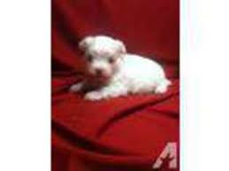 Maltese babies is a maltese and maltipoo breeder in austin, texas. View Ad Maltese Puppy For Sale Near Texas El Campo Usa Adn 04671363327