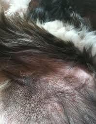 Pomeranian black skin disease refers to symmetrical coat loss and resulting dark pigmentation of his skin in the bald areas. Red Dots Under Dog S Armpit Area With Black Scaly Looking Skin Without Hair Dog Skin Problem Dog Skin Dog Hair Loss