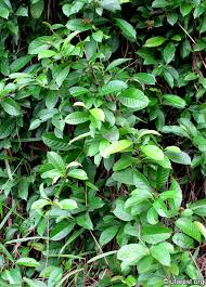 Image result for Tetracera