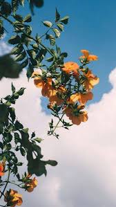 Wallpapers In 2020 Flower Iphone Wallpaper Aesthetic Wallpapers Nature Wallpaper