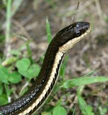 Black And Yellow Snake North Texas A Picture And Name Of Wisconsin Snakes Google Search Queen Snake Snake Amphibians Reptiles