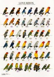 Lovebird Species Poster Love Birds Pet African Lovebirds Love Birds