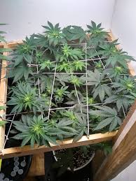 This led grow light is not for growers looking to grow more than one plant. 45w Led Panel Will It Do The Trick Thcfarmer Cannabis Cultivation Network