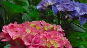 The flower buds of mophead hydrangeas can be sensitive to the cold, and therefore may not survive the winter months. Reader Asks About Lack Of Hydrangea Blooms The Morning Call
