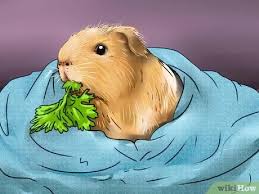 If you're a complete beginner and worry about doing it wrong, it's relatable. How To Cut Guinea Pig Claws 15 Steps With Pictures Wikihow