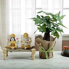 { 7 } living room corner decorate indoor plant. Indoor Plants That Crave Low Light Dark House Corners Ferns N Petals