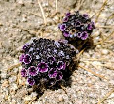 'desert christmas tree' by snowflakejen. Plantfiles Pictures Pholisma Species Desert Christmas Tree Purple Sand Food Scaly Stemmed Sand Plant Pholisma Arenarium By Kell