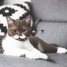 Gringo The Mustache Cat Is The Most Adorable Thing On Instagram Tettybetty Gringo