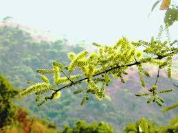 Image result for Combretum mossambicense