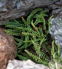 Image result for Asplenium diplazisorum