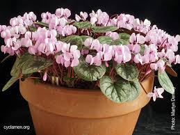 Image result for Cycnium recurvum