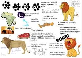 Lion Information Report Visual Lion Information Animal Facts For Kids Lion Facts For Kids