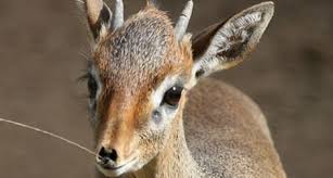 What In The World Is A Dik Dik Science Smithsonian Magazine