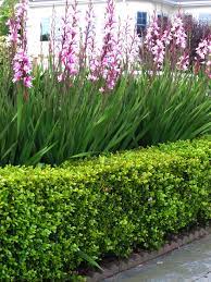 Ferns, while not flowering plants, present an attractive show, with their delicate leaves and arching fronds. Golden Gate Gardener Watsonias Wildly Successful Plant Of Late Spring