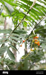 Image result for Chamaedorea microspadix