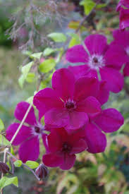 Maybe you would like to learn more about one of these? Clematis Celebration Joy Creek Nursery