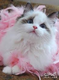 صور قطط باقة مختارة من أروع و أجمل القطط مع خلفيات Hd Cats Cute Cats Kittens Cutest