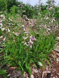 Image result for Lobelia stricklandiae