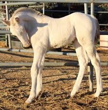 Circle H Curly Horse Ranch Coat Looks Like Velvet Curly Horse Pretty Horses White Horses