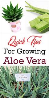 Shop our huge selection · a zillion things home · top brands & styles Helpful Notes For The Medicine Plant Aloe Vera
