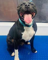 Ceza Having His Pamper In 2020 Staffordshire Bull Terrier Bull Terrier Animals
