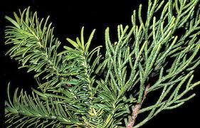 Image result for Xerophyta kirkii