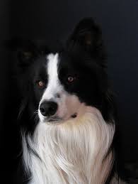 the most beautiful dog in the world most beautiful dogs beautiful dogs dog breeds