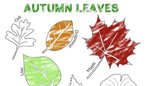 Enjoy our online coloring pages! Easy Autumn Leaf Activities And Tracing Page Tyee Outdoor Experience
