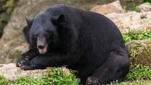 ROARrrrr for Jungle Tiger - Another bear killed by train near Gondia ... Chandrapur: Yet another full grown sloth bear was knocked dead by a train on the Chanda Fort-Gondia railway line