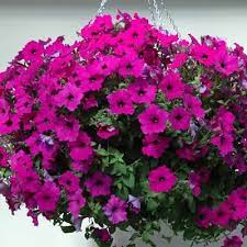 Petunia Easy Wave Violet F1 Wave Petunias Petunias Pretty Flowers