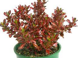 Showcasing bright green and yellow leaves spring through summer. Coprosma Evening Glow 2 5l Springvale Garden Centre