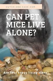 Can Pet Mice Lice Alone Or Do They Need A Company Should Mice Live In Pairs Or Small Groups Or Are They Best Alone Read Our Pet Blog In 2020 Pet