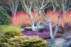 The Winter Garden At The Bressingham Gardens Is The Inspirational Creation Of Adrian Bloom Winter Garden Garden Design Magazine Plants