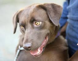 This advert is located in and around. 23 Beagle Mixed With Chocolate Lab L2sanpiero