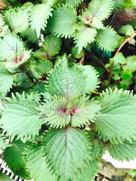 紫蘇葉新鮮只摘葉有機種植無農藥無化肥purple perilla leaf 香草herbs herbal leaves plant plants