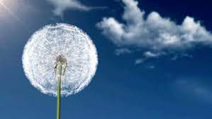 Be More Tea Go Where The Wind Takes You Bemoretea Dandelion Dandelion Wish Dandelion Puffs