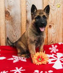 Valentine's week will begin from tomorrow. Alice German Shepherd Puppy For Sale In Millerstown Pa Happy Valentines Day Happyvalentinesday2016i