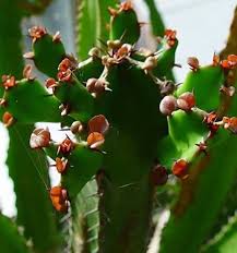Image result for Euphorbia candelabrum