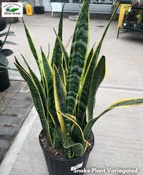 Commonly called mother in law's tongue for the long vertical thin. Snake Plant Variegated Blue Grass Nursery Sod Garden Centres