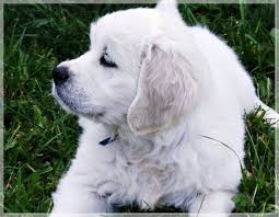 The golden is believed to have this dog was bred as a hunting breed well suited to chilly water, in order to retrieve game from the many small lakes, rivers or ponds that covered the area. Golden Retriever Puppies For Sale Arkansas Breeders By Willowcross Goldens
