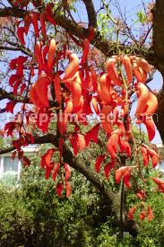 Image result for Erythrina excelsa