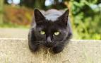 22 Awesome Black Cat Breeds - Care