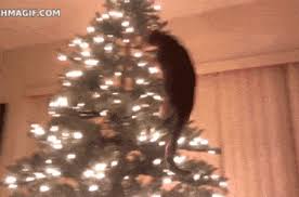 Although your cat is unlikely to ingest a lot of tree, many cats are tempted to nibble on christmas tree branches and pine needles while chewing on the bark may not necessarily cause much harm. Are Christmas Trees Toxic To Cats Falls Village Vet Hospital