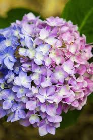 Hydrangeas Most Beautiful Flowers Romantic Flowers Hydrangea Flower