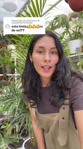 Consejos y cuidados para plantas de interior: Palmeras hawaianas